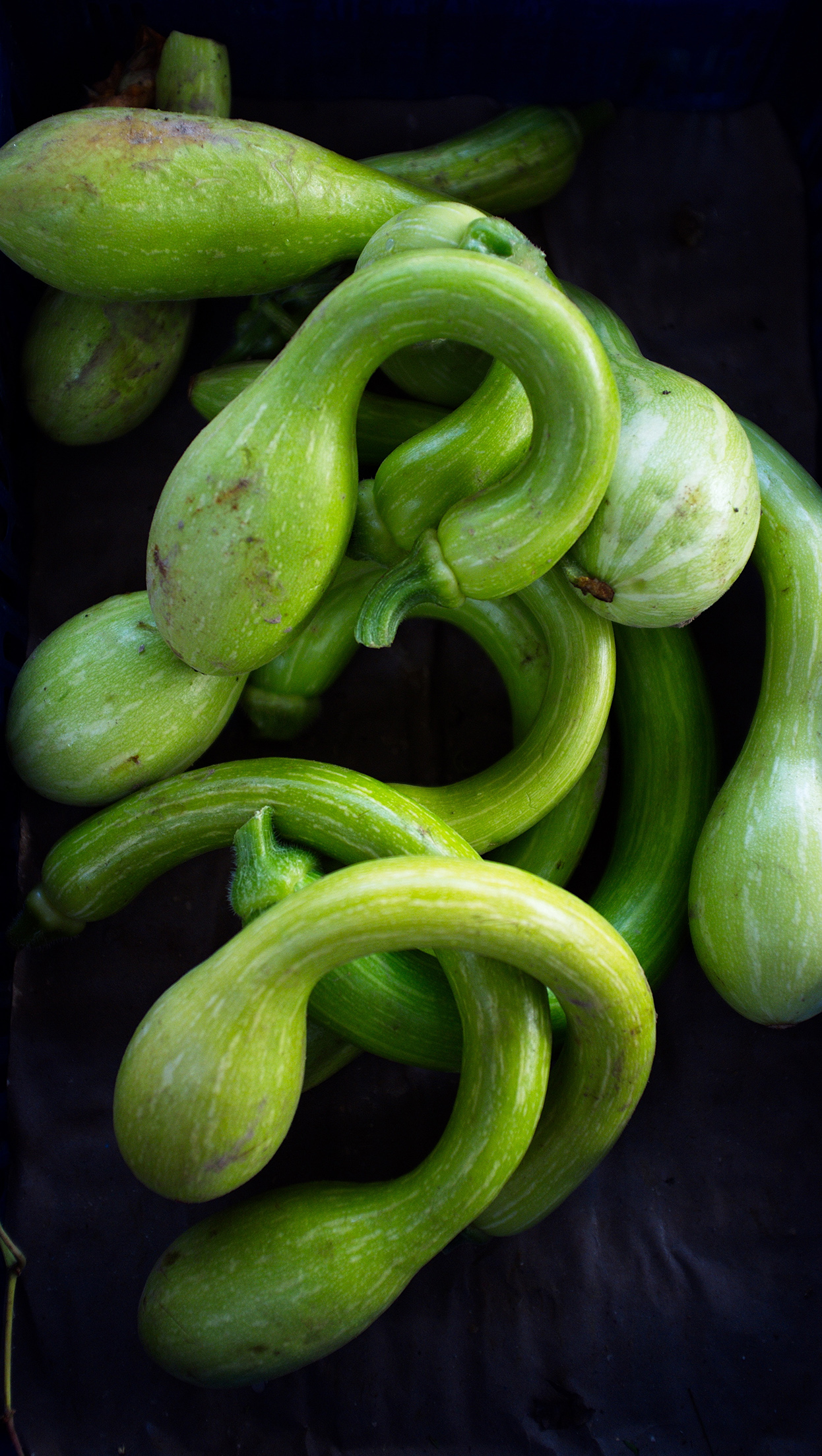 Zucchina Trombetta di Albenga | Flick on Food