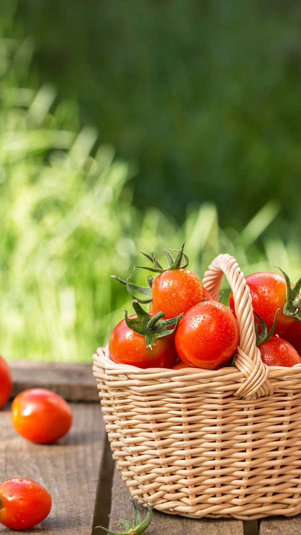 San Marzano tomato | Flick on Food